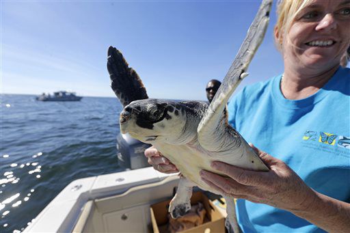 Kemp's ridley sea turtle